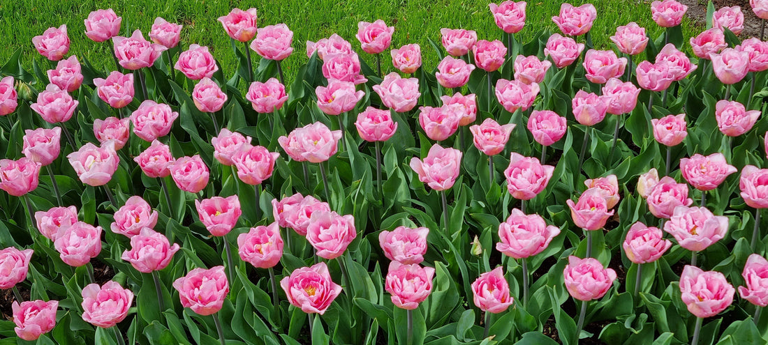 Suolistoa hellivä smoothie -resepti