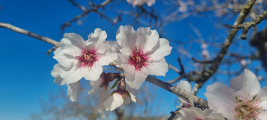 Yhteistyössä Puhti.fi & Kailo Health # Puhti.fi & Kailo Health in collaboration