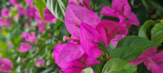 Seksuaalineuvontaa // Sexual counselling