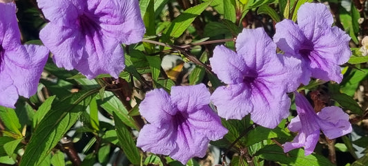 Kailo Healthin webinaarisarja – kevät 2026 // Kailo Health Webinar Series – Spring 2026